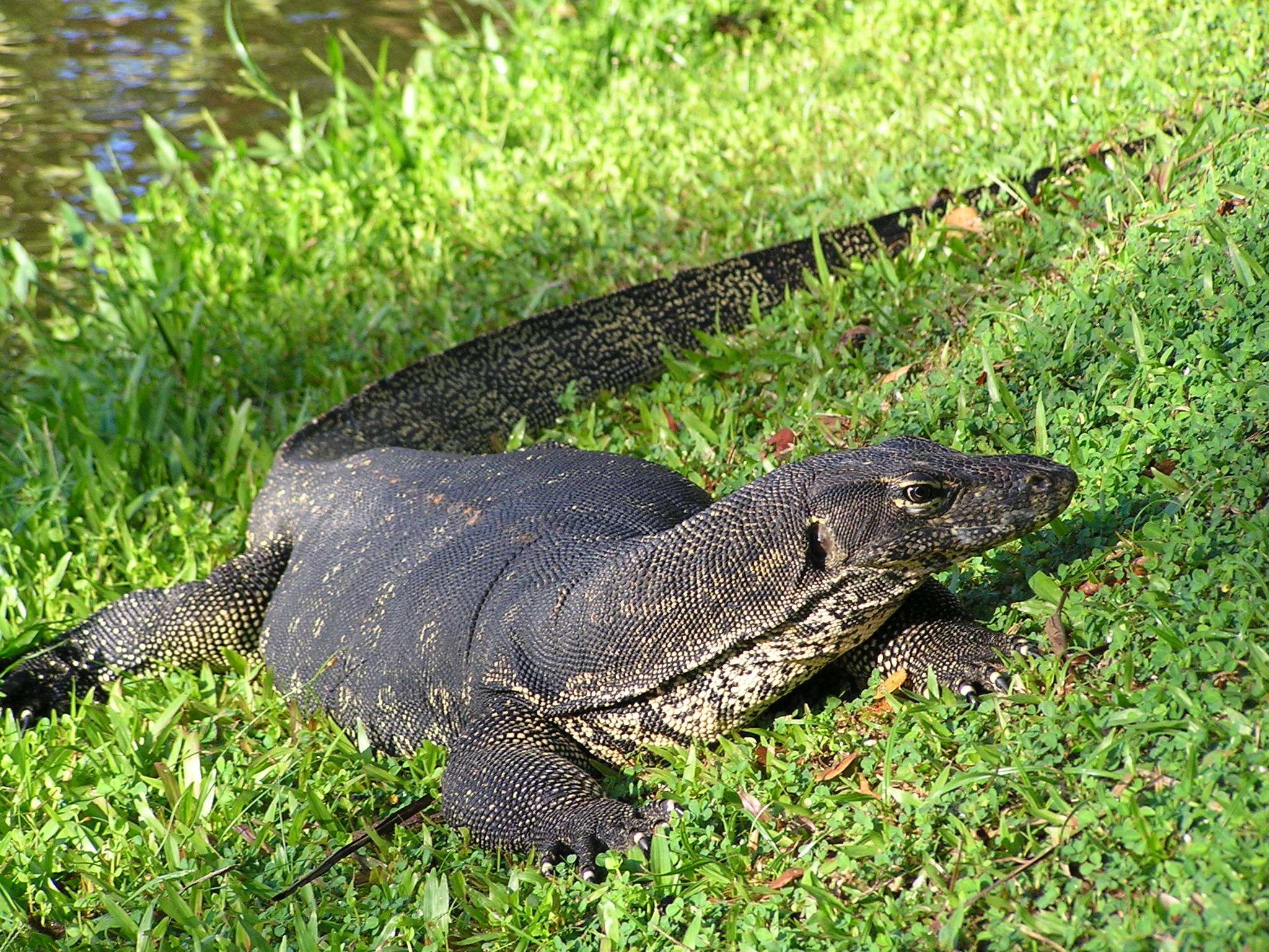 Why do monitor lizards flick their tongues out so frequently? How It