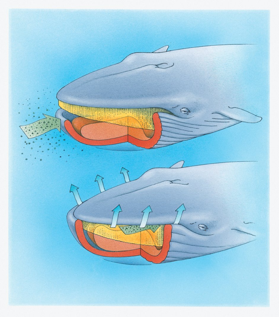 How do blue whales eat? | How It Works Magazine