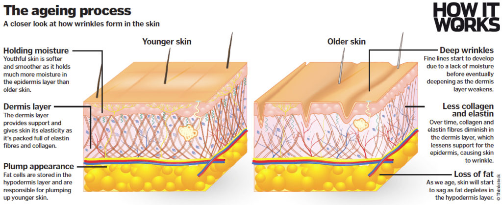 what-do-your-wrinkles-mean-recipeland