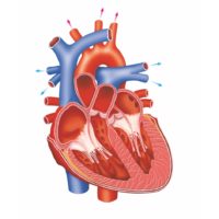 The Human Body: How does the heart work? – How It Works