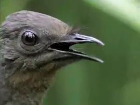 Video: Superb lyre bird mimics car alarm | How It Works