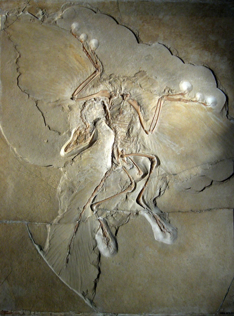 why-was-the-discovery-of-the-archaeopteryx-specimen-so-controversial