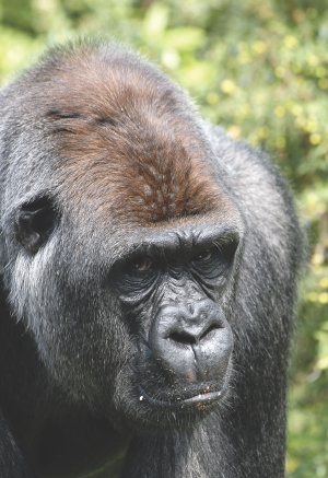 Why do silverback gorillas have silver backs? – How It Works