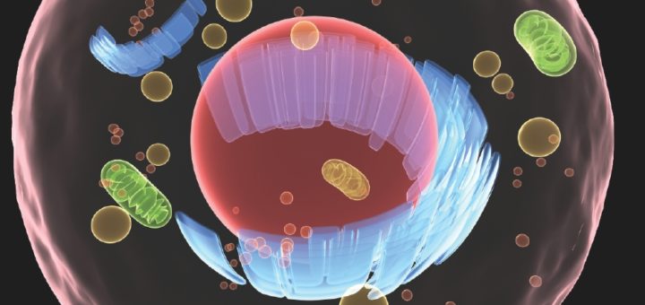 What's inside a cell? – How It Works