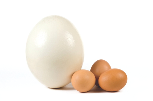 Can we eat ostrich eggs? – How It Works