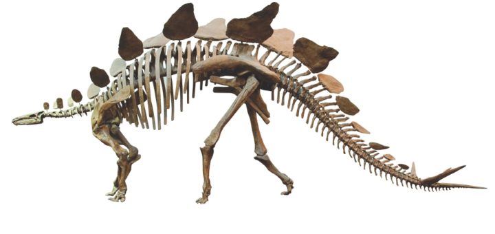 Stegosaurus anatomy – How It Works