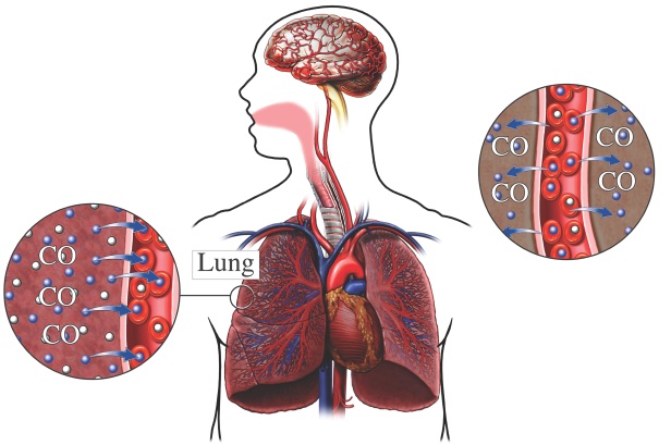 Lungs – Carbon Monoxide Gas Poisoning | How It Works Magazine