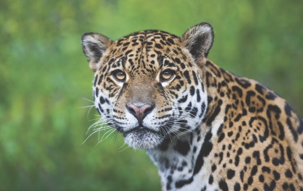 How jaguars survive | How It Works Magazine