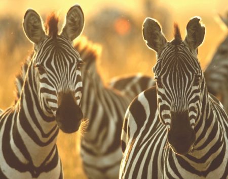 Are zebras black with white stripes or vice versa? – How It Works