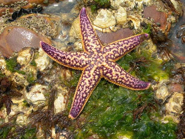 Inside a starfish – How It Works