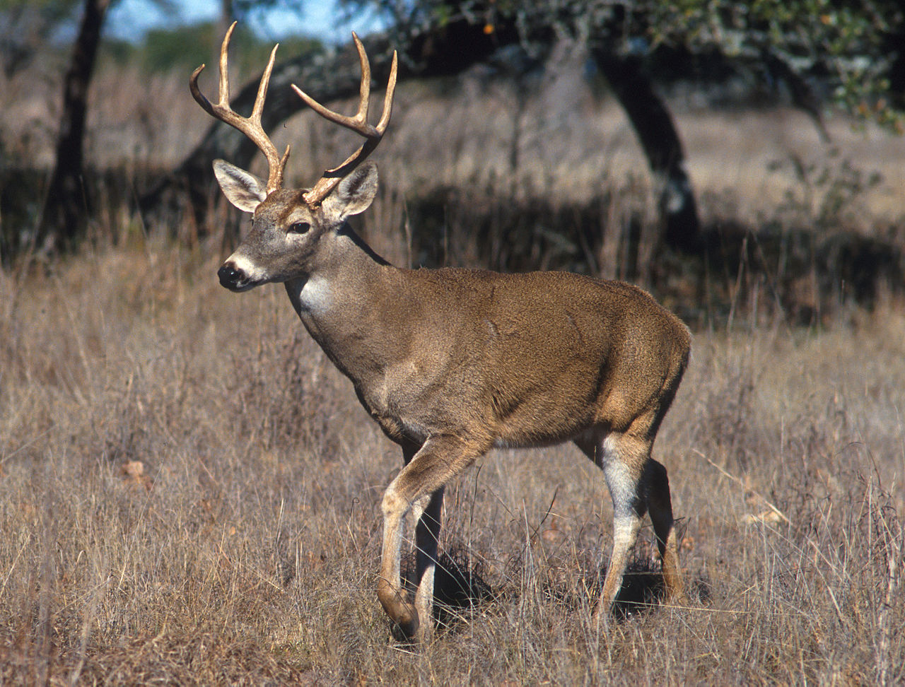 what-are-antlers-made-of