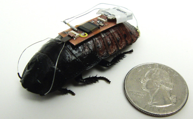 Cyborg Cockroaches Could Help Find Survivors In Disaster Zones How It Works