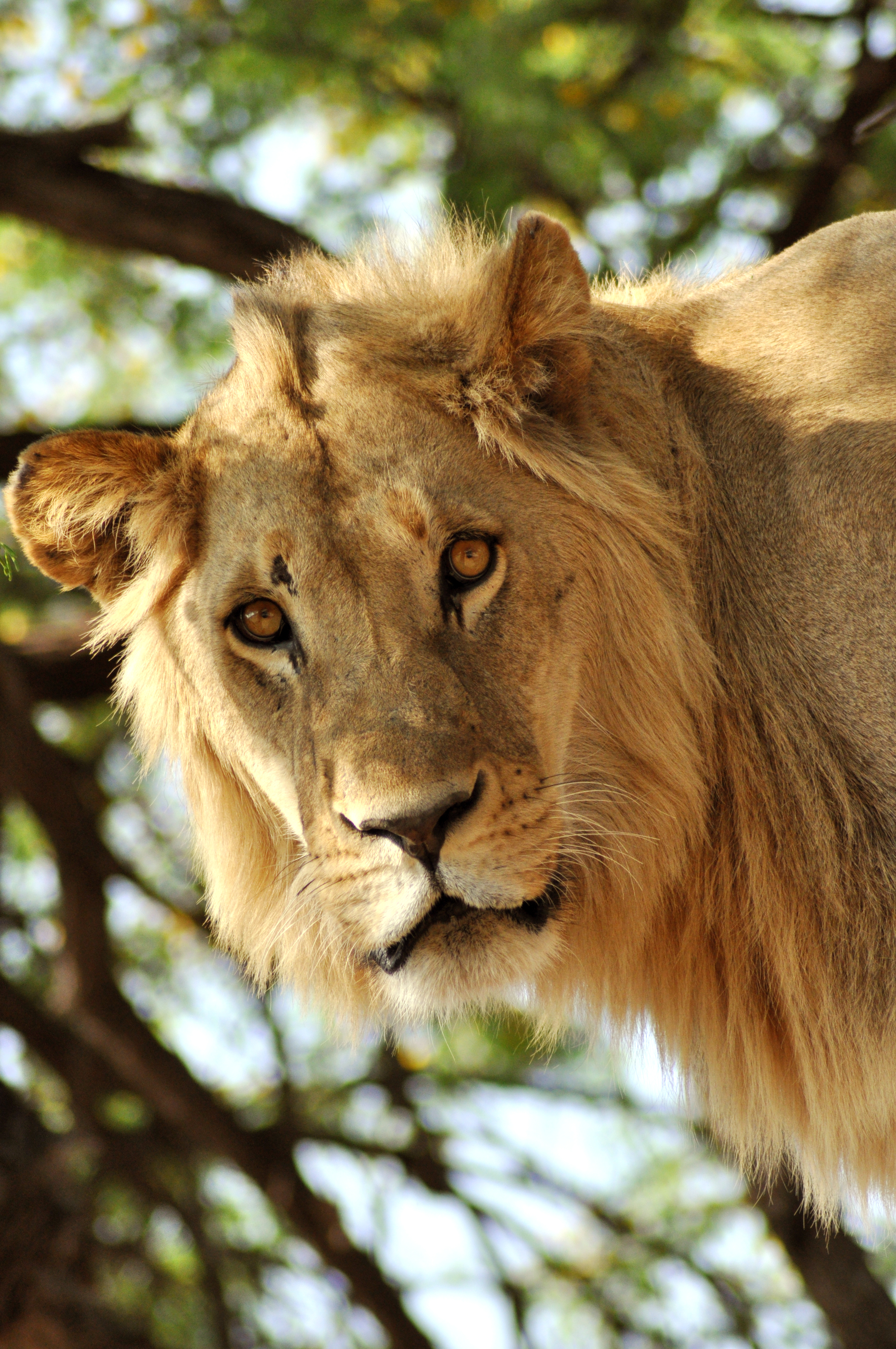 How do we know lions and many other mammals are colour blind? | How It