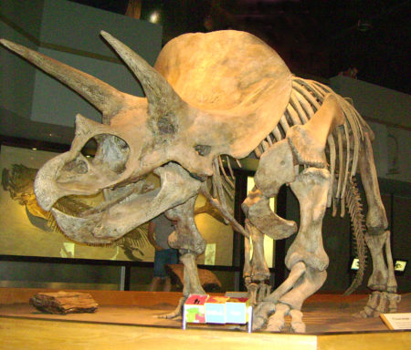 The ferocious power of the famous Triceratops – How It Works