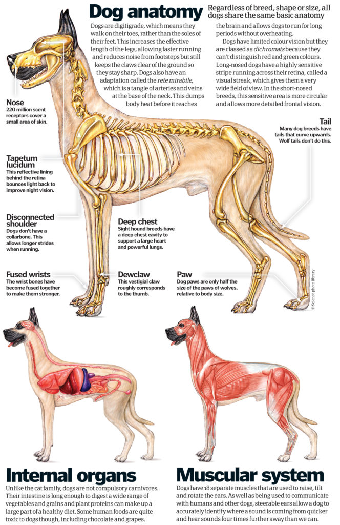 do-whippets-have-a-good-sense-of-smell-whippetcentral