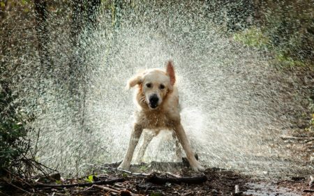 Dog science: Why do dogs have such a good sense of smell? And other ...