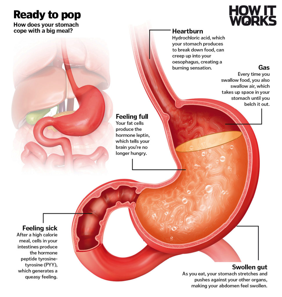 what-happens-to-your-body-when-you-eat-too-much-how-it-works-magazine