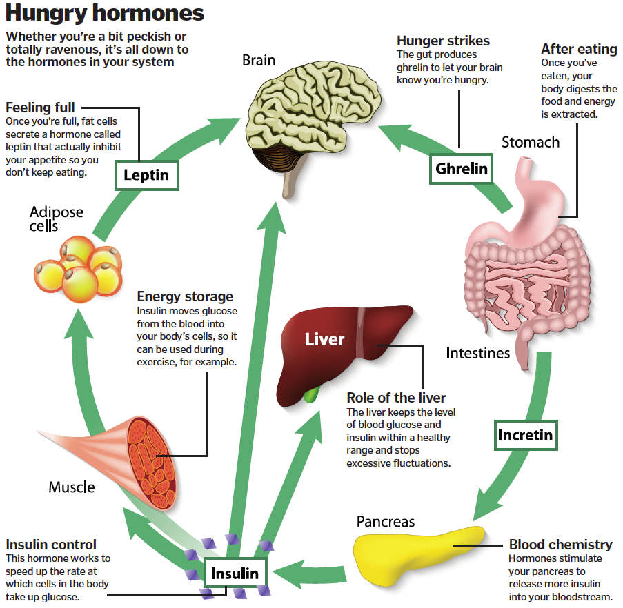 the-biology-of-hunger-how-it-works