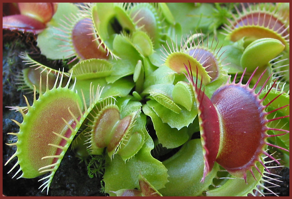 Killer plants: how do these carnivorous plants capture, kill and eat ...