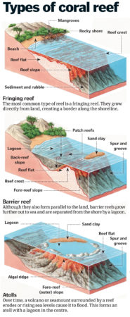 Coral reefs: Exploring the rainforest of the seas – How It Works