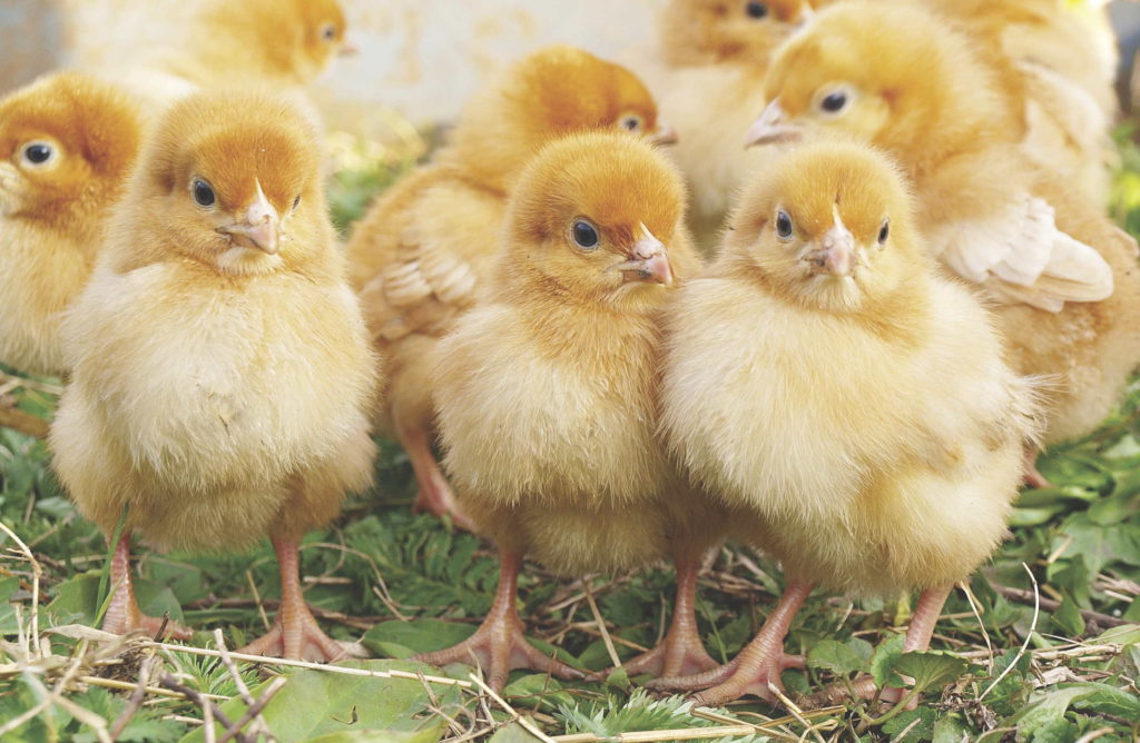 How Does Chicken Egg Laying Work