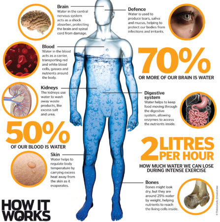 The Wonders Of Water How Is This Chemical The Key To Life How It Works   Water In The Body 447x450 