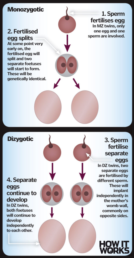 what-are-twins-how-it-works