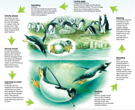 The origin and life cycle of a penguin - copywriterquotes.x.fc2.com