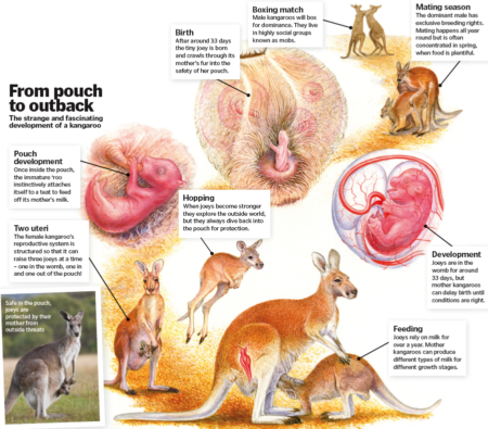 The remarkable lifecycle of the kangaroo – How It Works Kangaroo Life Cycle