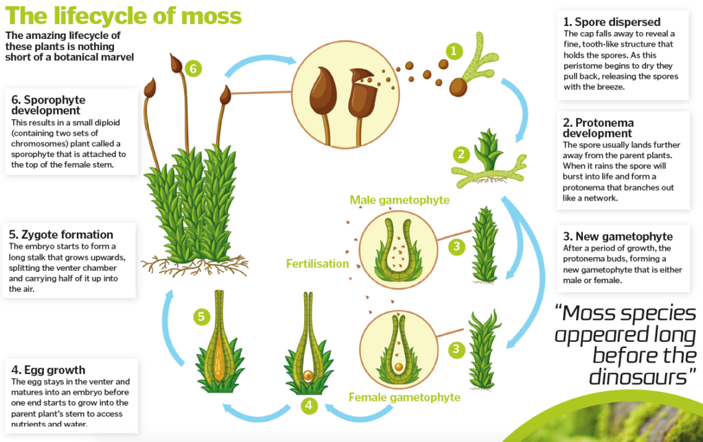 Mighty moss: how these ancient plants have survived for millenia – How ...