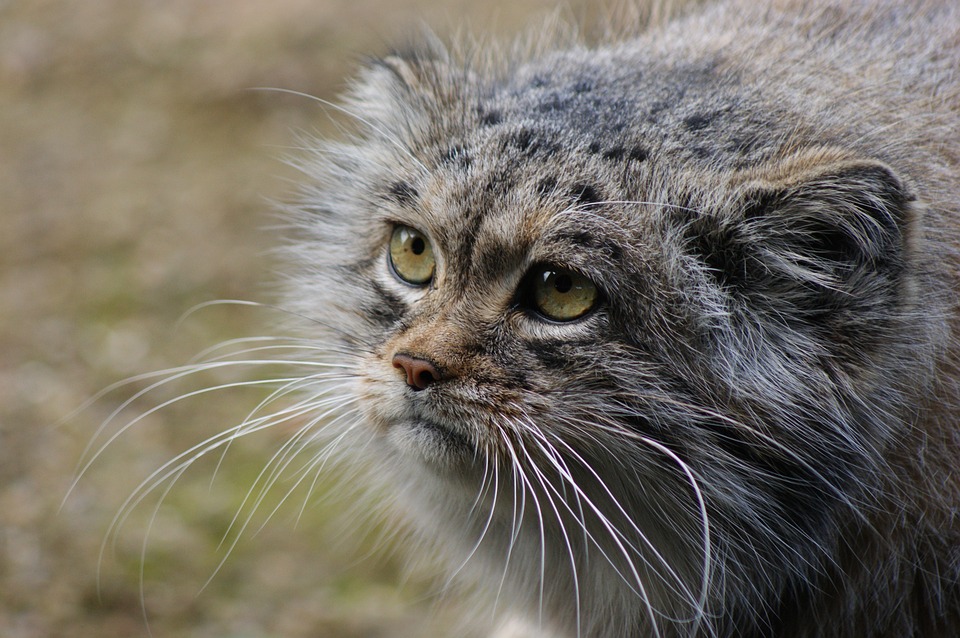 Meet the world's grumpiest wildcat – How It Works