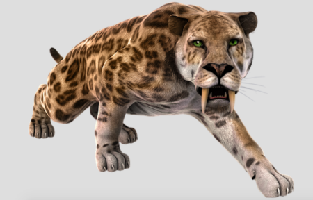 Why Did The Sabre-toothed Cats Go Extinct? – How It Works