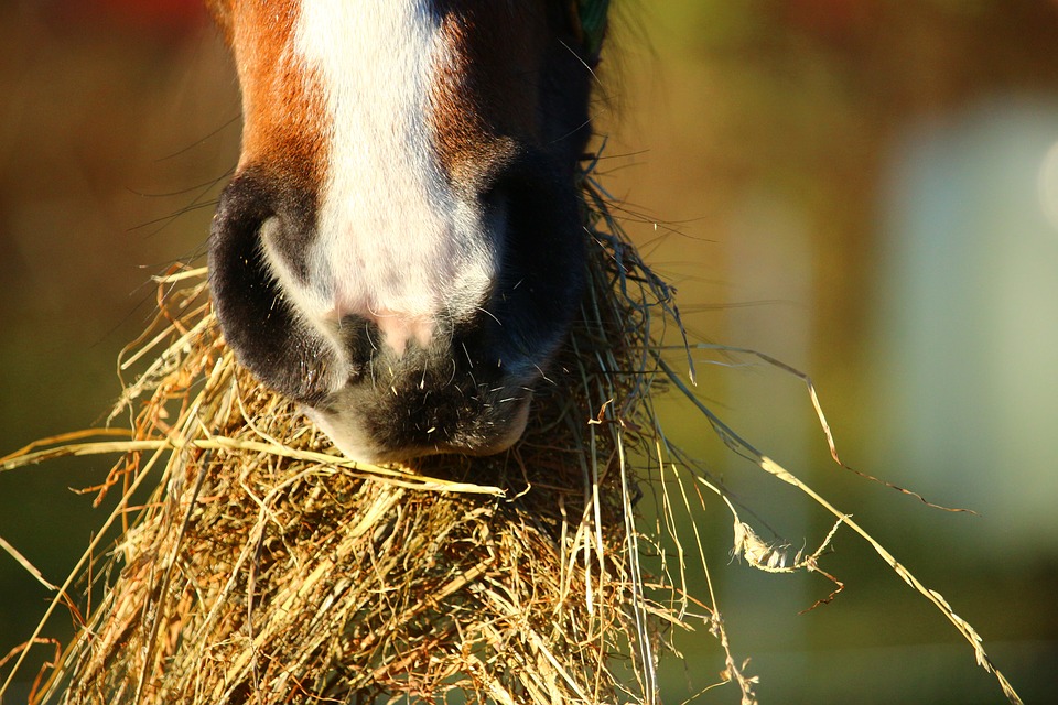 Brain Dump Why Do Horses Eat Hay How It Works