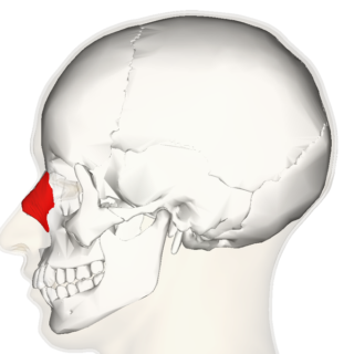 The anatomy of facial expressions – How It Works