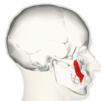 The anatomy of facial expressions – How It Works