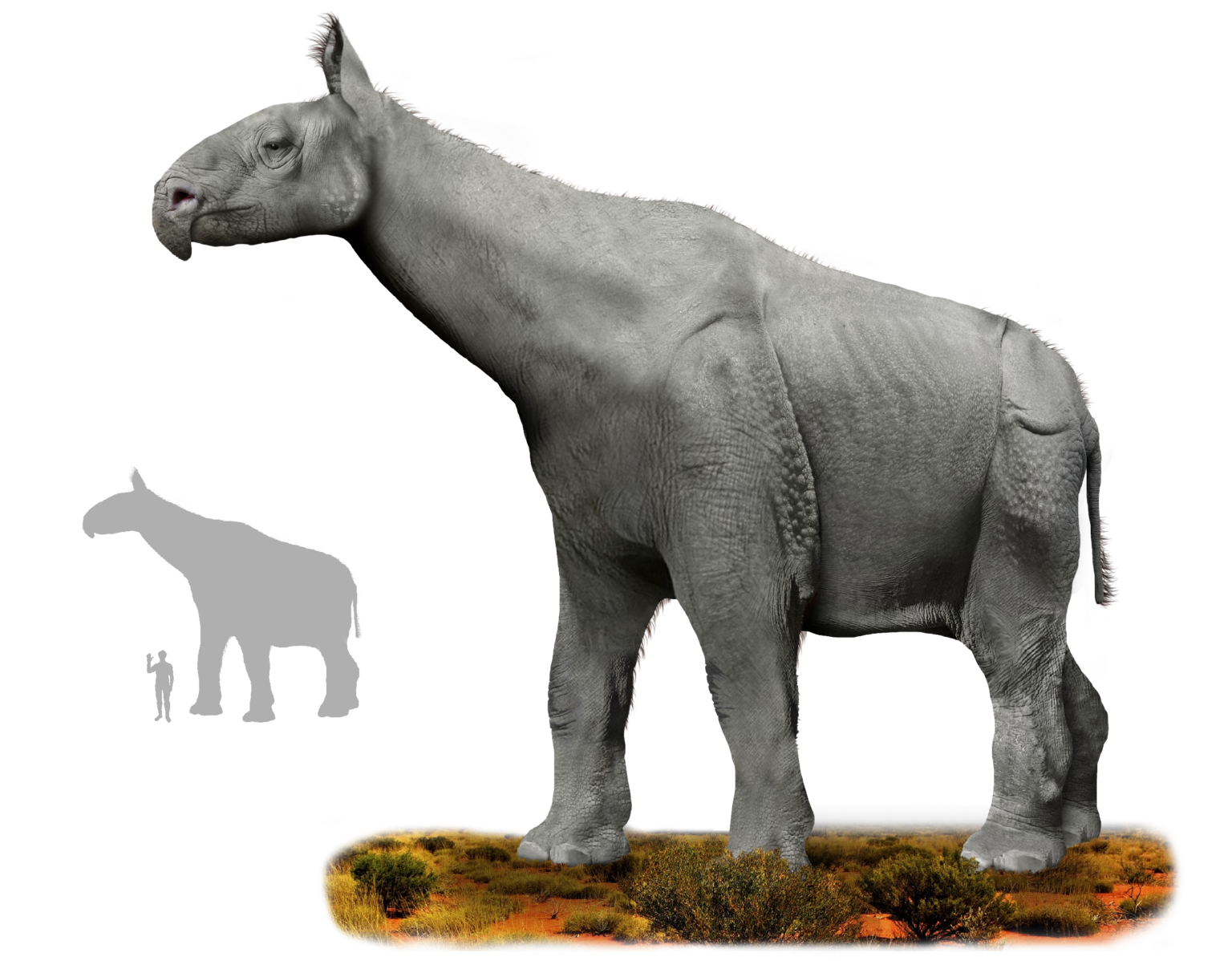 Giant rhino ancestors – How It Works