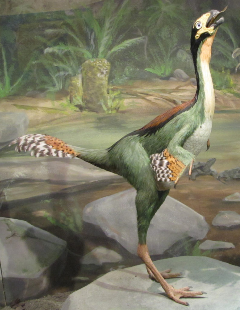 How Did The First Feathered Dinosaur Live How It Works