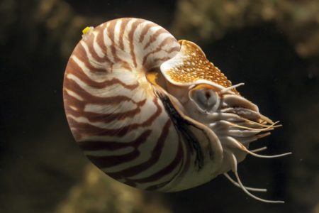 Meet 5 of Earth's living fossils – How It Works