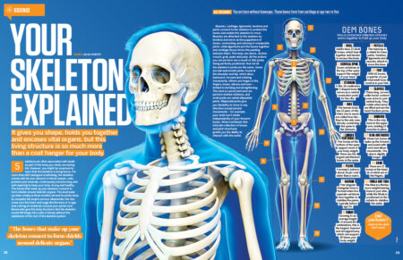 hiw195_skeleton