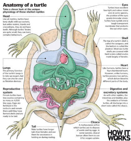 Turtles: How have these armoured reptiles lived for millions of years ...